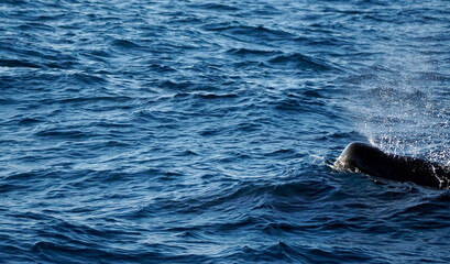 Fototapeta premium sperm whale in the indian ocean