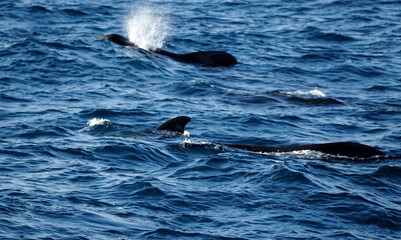 Naklejka premium pilot whale in the indian ocean