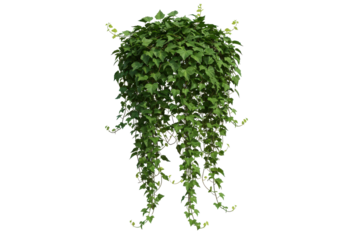 Cascading Emerald Curtain A lush tapestry of ivy vines against a stark black backdrop