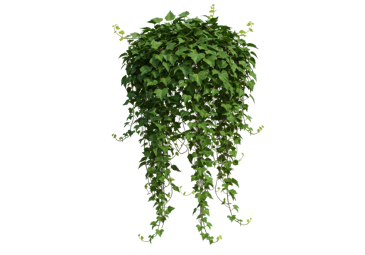 Cascading Emerald Curtain A lush tapestry of ivy vines against a stark black backdrop