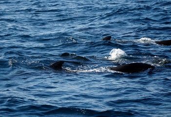 Fototapeta premium pilot whale in the indian ocean