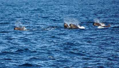 Obraz premium pilot whale in the indian ocean