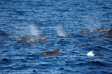 Fototapeta premium pilot whale in the indian ocean