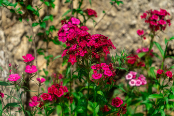 Bunch of Sweet William Flower photographed in mountains