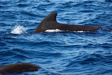 Naklejka premium pilot whale in the indian ocean