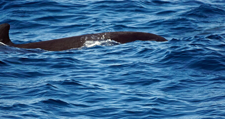 Fototapeta premium pilot whale in the indian ocean
