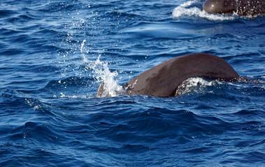 Obraz premium pilot whale in the indian ocean