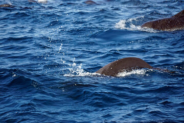 dolphin watching tour in mirissa
