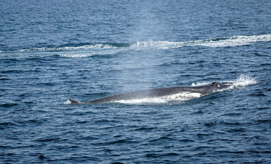 humpback whale in the indian ocean