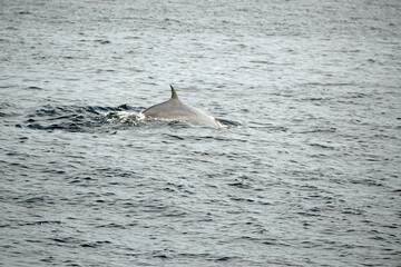 Naklejka premium dolphin watching tour in mirissa