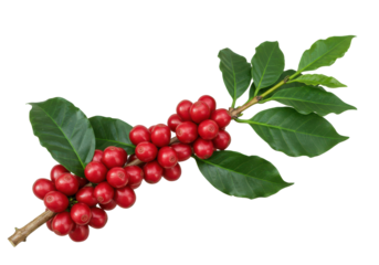 Crimson coffee cherries clinging to branches amidst lush green leaves