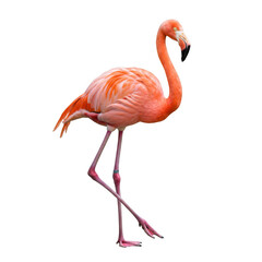 Obraz premium Pink flamingo standing gracefully on transparent background