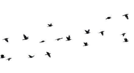 Obraz premium A group of dark birds soaring across a stark black backdrop. Their wings are open