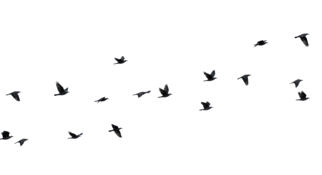 A group of dark birds soaring across a stark black backdrop. Their wings are open