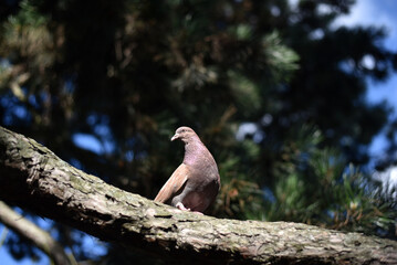 Pigeon sitting on a branch