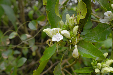 A green Plant of Justicia adhatoda vasica or malabar nut plant in selective focus and background blur, the white Justicia adhatoda blossom in spring, Chakwal, Punjab, Pakistan