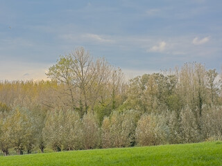 Obraz premium Autumn landscape with meadow and trees in the Flemish countryside. 