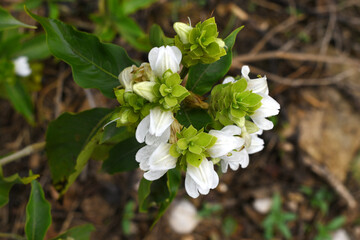 A green Plant of Justicia adhatoda vasica or malabar nut plant in selective focus and background blur, the white Justicia adhatoda blossom in spring, Chakwal, Punjab, Pakistan
