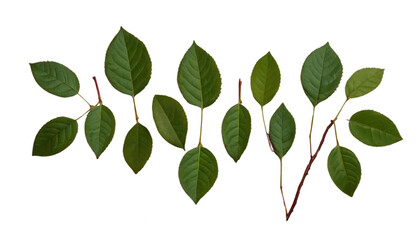 Naklejka premium green leaves isolated on white , PNG