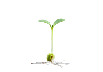 Emerging life A seedlings debut on black canvas