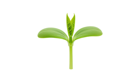 Emerging soybean seedling against a stark black backdrop signifies new beginnings