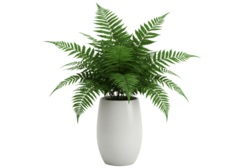 Fern elegance Lush green fern in sleek white vase against a striking black backdrop