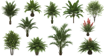 Lush green foliage, diverse plant species, adding beauty and texture to nature