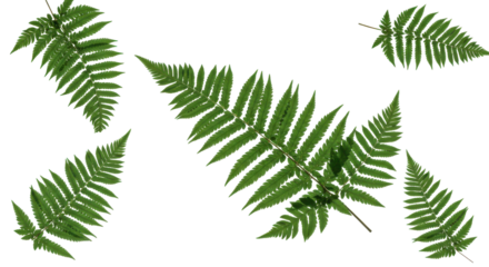 Fern fronds dance across a dark expanse lush and vibrant