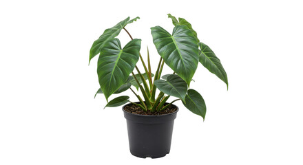 Fototapeta premium A potted plant with large, green leaves. Black pot is placed on a transparent background