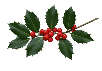 Festive holly branch rich with vibrant red berries against a stark black backdrop