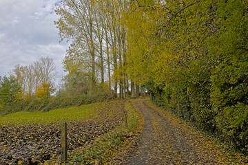 Trail through an autumn landscape near the village of Munkzwalm, Flanders, Belgium
