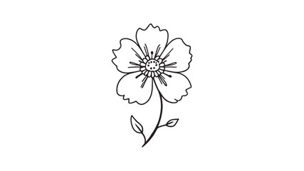 Scabiosa line art delicate botanical sketch in black fine lines