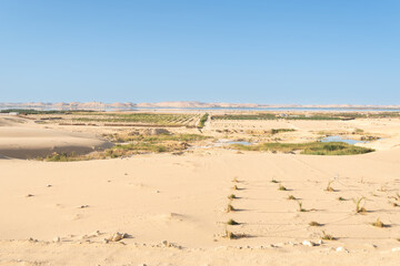 cultivos en el desierto, oasis de Siwa, Egipto
