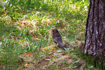 A female blackbird collects grass for a nest in a spring forest.