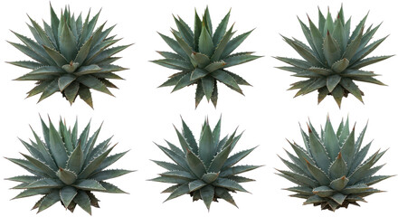 Six agave plants arranged over black backdrop, forming organic symmetry with its spiky leaf forms