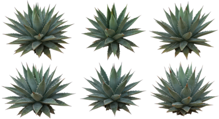 Six agave plants arranged over black backdrop, forming organic symmetry with its spiky leaf forms