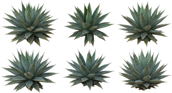 Six agave plants arranged over black backdrop, forming organic symmetry with its spiky leaf forms