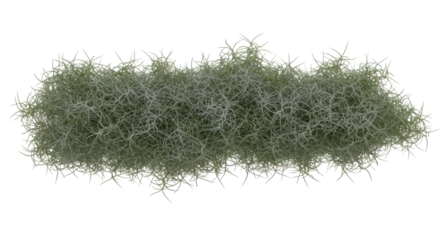 Close-up texture of a fungal growth with a network of delicate fibers on black