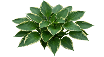 Bushy plant with broad green leaves and creamy borders viewed from above on black background