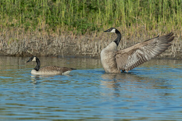 Two Canada Goose (Branta canadensis) are in the water.