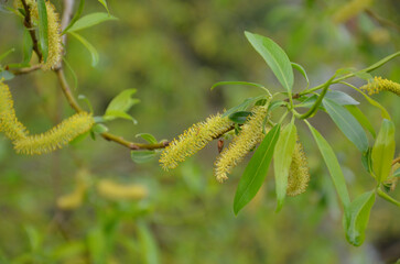 Baumpollen