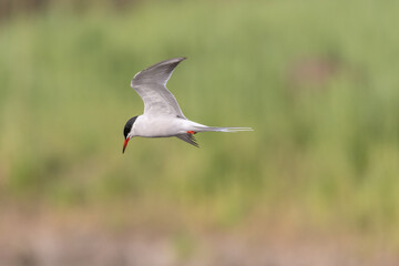 Common tern (Sterna hirundo) hovering over a marsh.