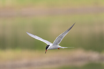 Common tern (Sterna hirundo) hovering over a marsh.