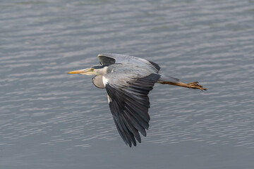 Grey Heron (Ardea cinerea) in flight.