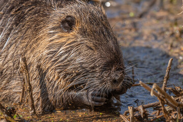 Nutria, Coypu (Myocastor coypus) is eating reeds in a pond.