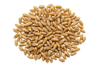 Obraz premium Golden wheat grain circle on black Seeds of harvest