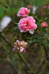Beautiful pink rose flower closeup in garden, A very beautiful pink yellow rose flower bloomed on the rose tree, Rose flower closeup, bloom flowers, Natural spring flower floral background