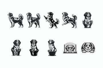 Nederlandse Kooikerhondje