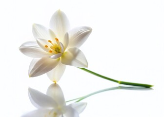 Fototapeta premium Elegant White Vanilla Flower Silhouette, Isolated on White Background - Stock Photo