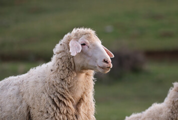 Obraz premium Sheep on a meadow. A sheep from the flock is watching the surroundings.